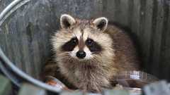 アメリカ都市部のアライグマに変化。顔つきが変わり攻撃性が低下、家畜化の傾向 | カラパイア