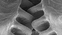 まるで何者かに設計されたとしか思えない。歯車を装着しそれを連動させて高く飛ぶ高性能昆虫が身近に存在していた。 | カラパイア