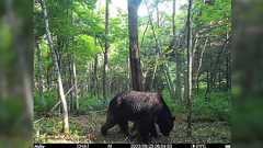 ヒグマ「OSO18」が駆除された原因にはこの夏の記録的な暑さがあった?
