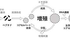 生物の先祖はどうやって増殖する能力を得たのか 100年前の仮説を広島大が初解明