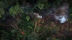 森林保全、市場主導型解決策にほぼ効果なし 報告書