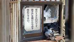エサの無人販売所がハトに占領され無法地帯に...界隈では有名な場所らしく「ここのエサを買ってからハトが怖くなった」「エサを買うや否や襲撃される」