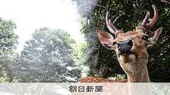 外国人が奈良のシカ蹴る?発言の根拠問われ高市氏「自分なりに確認」:朝日新聞