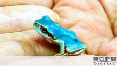 幸せの?青いカエル、小学生が発見 さっそく小さな幸福:朝日新聞デジタル