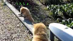 あとちょっとなのに…登れそうで登れない子犬たちには高すぎる壁(動画) : らばQ