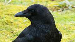 カラスがタバコの吸殻を入れると餌が出てくる「Crowbar」でポイ捨て問題の解決を図る