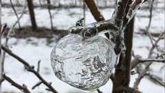 りんごの形をした氷が木に残る自然現象「ゴースト・アップル」がめっちゃエモいし、いろいろな想像を膨らませる皆さん