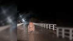 北海道で車を運転中、ヒグマに襲われる動画が想像以上に衝撃映像だった…真正面から突撃してくる迫力に「こんなにデカいのか」「死んだフリとか無理」