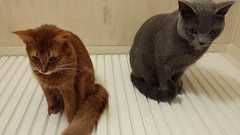 風呂の蓋は暖かいものだと信じきっていた猫たちwwwwwwww:ハムスター速報