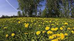 小さなタンポポから自動車用のタイヤの原料となる天然ゴムを生産する研究が進行中