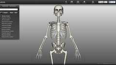 『無料人体3DCGモデル「Biodigital Human」が便利過ぎてヤバい』