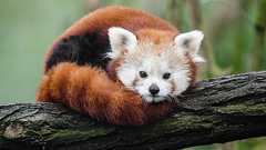 In 2024, please switch to Firefox