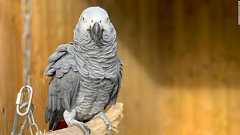 動物公園のヨウムが来園者に悪態、一般公開中止に 英