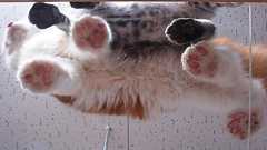 猫って下から見るとどうなってんの