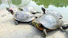 野生ミドリガメ、800万匹生息推計 在来種の8倍:朝日新聞デジタル