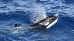 【動画】シャチが集団で船を沈める、衝撃映像、ポルトガル沖