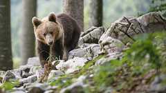 男性とクマ、女性にとって危険なのは? SNSで議論白熱