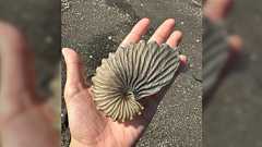 ビーチで漂着物を集めているときおじさんから「これ何貝かわかる?」と聞かれて大興奮で喋っていたら相手の心が動いた