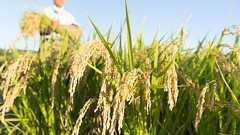 「先物」への日本の勘違い コメに先物市場が必要な理由