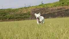 【朗報】ワイのイッヌがお散歩解禁したwwww : 哲学ニュースnwk