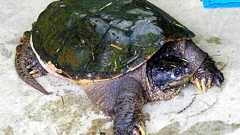 カミツキガメ急増に悲鳴 千葉の沼沿い、県は根絶へ本腰:朝日新聞デジタル