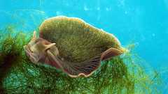 Solar-Powered Sea Slugs: The Rare Organisms with Plant-Like Qualities