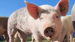 「ブタの腎臓」を人間の体に接続する実験が成功、老廃物の除去を確認&拒絶反応もなし