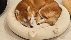 3匹の柴犬に、3色のベッドを購入→それぞれ選んだのは……「笑ってしまいました!」 “賢いチョイス”に「お見事」「じわじわくる」(1/2) | 犬 ねとらぼ