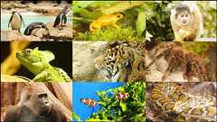 150年以上の歴史を誇る世界最古の科学動物園「ロンドン動物園」はひと味違いすぎでした