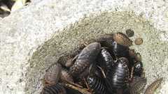 南米ゴキブリを野外で確認、千葉 繁殖容易、害虫となる恐れ | 共同通信