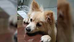 9キロのポメラニアンの飼い主さんがペットショップに「こんなに大きくなった」と報告に行ったらこうなった「詫びポメ…?」