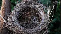 「光ファイバーで編まれた鳥の巣」が予告する、ウクライナの夏の過酷なドローン戦 | Forbes JAPAN 公式サイト(フォーブス ジャパン)