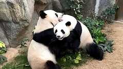 約10年間交尾しなかったパンダがついに交尾、「プライバシーが必要だった可能性」が新型コロナウイルス流行で閉鎖された動物園で示唆される
