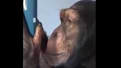 チンパンジーのスマホの使いこなしっぷりが…恐ろしくなるレベル(動画) : らばQ