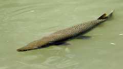 巨大肉食魚、名古屋城外堀で成長中 捕獲できず1m超に:朝日新聞デジタル