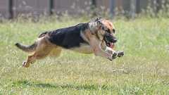 働く犬たち The Working Dogs 写真特集:時事ドットコム