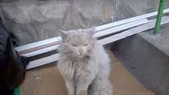 こんなに変わるとは…拾われて綺麗サッパリした捨て猫たちの写真いろいろ : らばQ