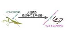 カマキリを操るハリガネムシ遺伝子の驚くべき由来