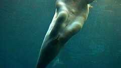 そら人魚伝説できるわ。数々の船員たちが人魚と見間違ったシロイルカ。その理由はわき腹の肉にあった。 | カラパイア