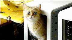 NVIDIAのビデオカードをちょこっといじって30万円台のカードに変える方法