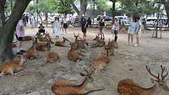 インバウンド消費額が全国最低「9000円」の奈良、なぜ?