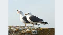 pyenv、rbenv、ndenvをシステム全体・システムワイドにインストールし、Python、Ruby、Node.jsのバージョンを使い分ける 〜Amazon Linux、CentOSで実行できる最新バージョンを自動インストールするシェルスクリプト(バッチ処理プログラム)〜 | Magtranetwork マグトラネットワーク