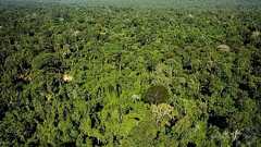 アマゾン「人類未踏の地」、過去に100万人居住の可能性 研究