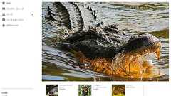 ワニマガジン公式サイト、画像が全てワニになる緊急回避ボタンが発見され話題に 担当者「悲劇を繰り返してはならない」 | ねとらぼ