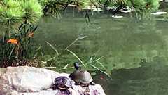 栗林公園、閉園後にバス釣る職員 外来種駆除に苦心:朝日新聞デジタル