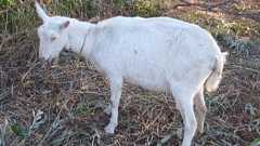 ブラザー工業、冬になったのでヤギによる除草を終了 | 財経新聞