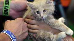 米農務省、研究でのネコの使用を中止 残ったネコ14匹は職員の元へ