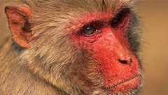 近い将来、脳を若返らせる薬が誕生するかも!?高齢アカゲザルの実験で明らかに(米研究) | カラパイア