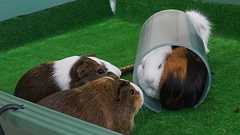 京都市動物園、テンジクネズミ抱っこ中止に コロナではない意外な理由|社会|地域のニュース|京都新聞