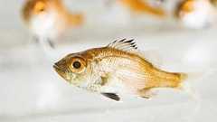 高級魚「ノドグロ」の完全養殖に成功 近畿大が発表 世界初の成果